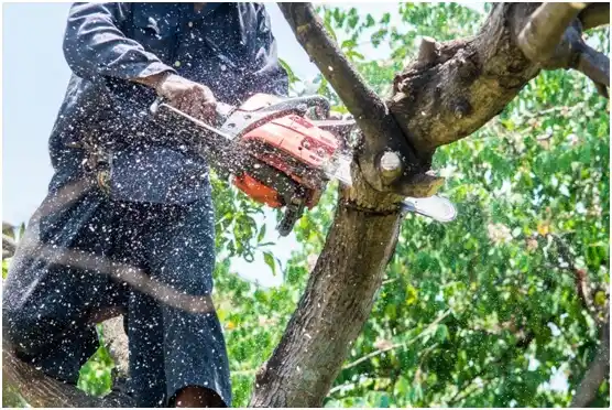 tree services Clarksville City